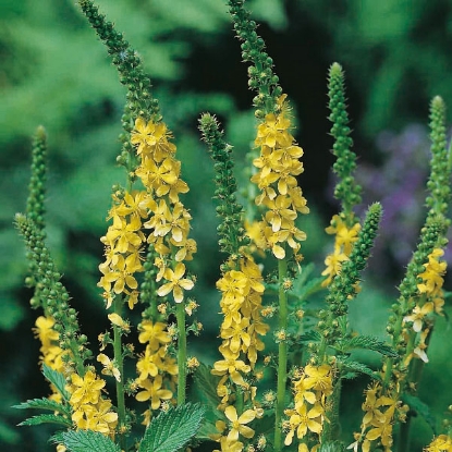 Picture of Herb Agrimony (Agrimonia Eupatoria)